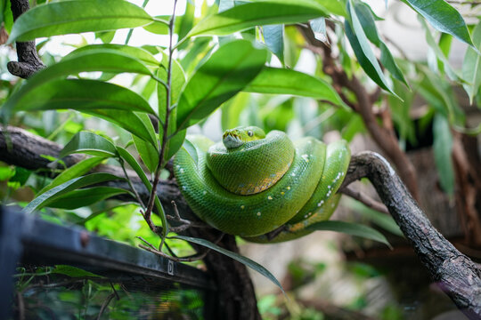 Green tree python coiled on branch in tropical terrarium