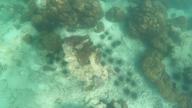 Sea urchins on the seabed.