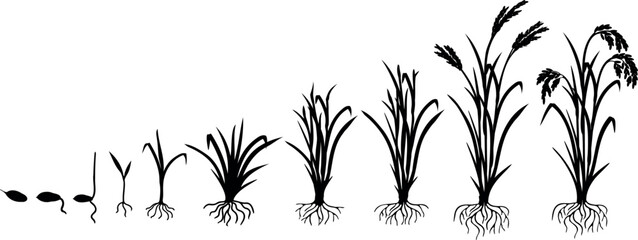 Fototapeta premium Black silhouette of life cycle of rice plant (Oryza sativa) with root system isolated on white background. Growth stages from planting seed and sprout to harvesting
