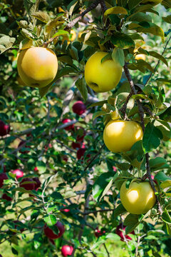 Delicious toki apples from Japanese orchards that are about to be harvested.