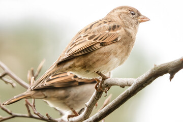 Haussperlinge im Baum