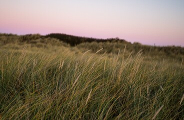 Windblown dune grass at sunset with soft pastel sky in coastal landscape