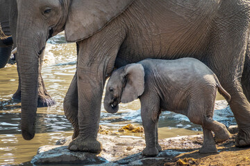 Fototapeta premium Elephant baby calf and mother side view portrait in Etosha National Park, wildlife safari and game drive in Namibia, Africa