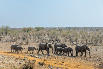Fototapeta premium Herd of elephants in a row in Etosha National Park, wildlife safari and game drive in Namibia, Africa