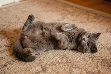 Fototapeta premium A plush grey British Shorthair cat lies comfortably on its back on a patterned rug showing its belly in a relaxed home.