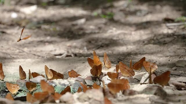 Enispe euthymius euthymius Beautifully colored butterflies feed on mineral salts on the rocks on the ground.