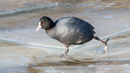Fototapeta premium black winged stilt