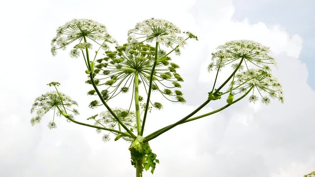 Giant hogweed Heracleum mantegazzianum inflorescence blooming under cloudy sky