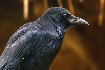 Fototapeta premium Rabenkrähe Porträt