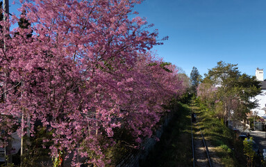 Vintage Railway Track with Blooming Pink Cherry Blossoms in Dalat, Vietnam