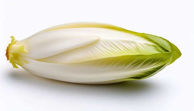 fresh single belgian endive a crisp and healthy vegetable ingredient isolated on a white background