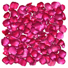 Pink Petal Paradise: A sea of delicate pink petals cascades, creating a vibrant display of natural beauty and romance. 