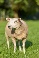 Fototapeta premium A domestic sheep with a white face and light brown wool stands in a vibrant green field under bright sunlight, looking left.