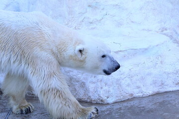 ホッキョクグマ