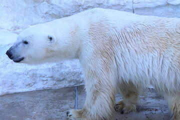 ホッキョクグマ