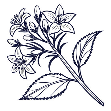 Elegant ballota flower with buds botanical sketch