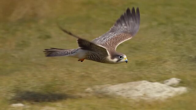 Majestic Saker Falcon Soaring Gracefully Over Expansive Golden Grasslands.