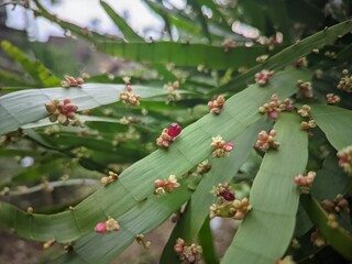 Macro plant photography of ribbon bush
