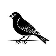 blackbird on a branch