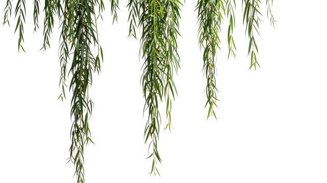 Graceful weeping willow branches cascade down against a transparent background, creating a serene atmosphere