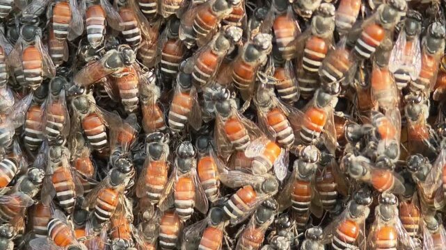 Bee,Bees build their nests in trees in the garden.