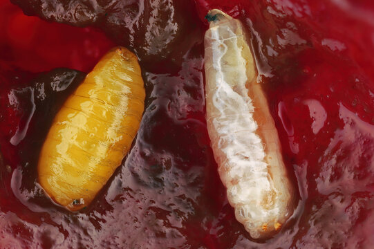 Worms, insects in cherries, Cherry fruit fly or European cherry fruit fly, Rhagoletis cerasi. Pupa and larwa in fruit.