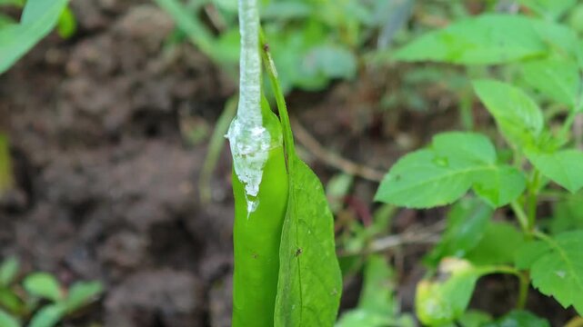 Fungal infections in chili peppers, fungal infections in garden vegetables.