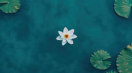 A single white water lily floats serenely on a blue-green pond, surrounded by several lily pads.