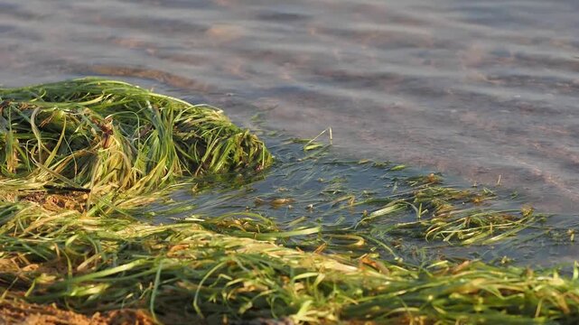 Waterweed there is wind and waves in the reservoir.