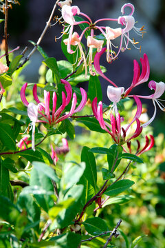 Heckenkirschen bzw. Gei&szlig;bl&auml;tter (Lonicera xylosteum) Bl&uuml;ten