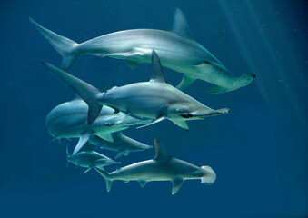 Hammerhaie (Sphyrnidae) Gruppe im Meer
