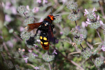 Dolchwespen (Scoliidae) Insekt  © Aggi Schmid