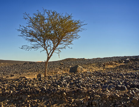 Acacia tree growing in arid rocky moroccan desert landscape