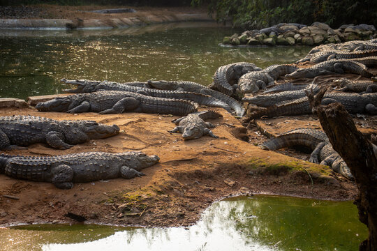  numerous crocodiles basking together on sandy riverbanks at Nandankanan Zoological Park, Odisha, beside calm greenish water surrounded by dense vegetation.
