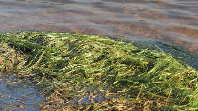 Waterweed there is wind and waves in the reservoir.
