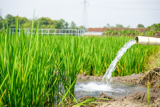 Irrigation of rice fields using pump wells with the technique of pumping water from the ground to flow into the rice fields. The pumping station where water is pumped from a irrigation canal system.