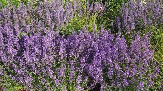 A zoom-in view starting from a medium shot of a sunlit flowerbed filled with blooming purple Caucasus Catmint plants, moving to a detailed close-up of the vibrant flowers and green stems. 