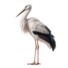 Stork bird transparent