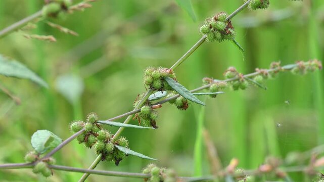 Triumfetta rhomboidea fruits. Its common name is&nbsp;diamond burbark,&nbsp;Chinese bur, and&nbsp;kulutkulutan. It is a shrub that is extensively naturalised in tropical regions. Rice field background.