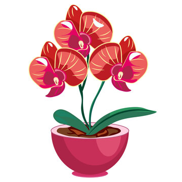 Archidea houseplant in a pot without background