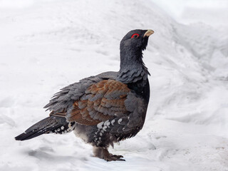 A male capercaillie staying in a winter forest.