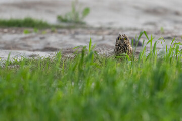 Obraz premium A beautiful view of the owl against a soft, out-of-focus background of rolling green fields.
