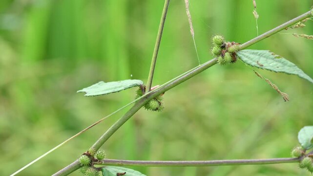 Triumfetta rhomboidea fruits. Its common name is&nbsp;diamond burbark,&nbsp;Chinese bur, and&nbsp;kulutkulutan. It is a shrub that is extensively naturalised in tropical regions. Rice field background.