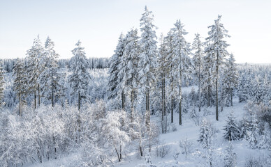 Fototapeta premium Winter wonderland panorama near Willingen in the Sauerland region (Germany). Snow-covered natural landscape at the Ettelsberg with pastel blue monochrome coloring. Popular destination for hiking and w