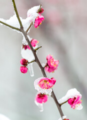Fototapeta premium Close-up of Plum Blossoms Blooming in the Snow