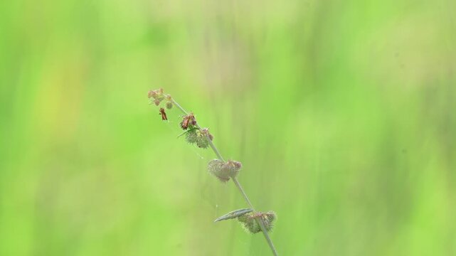 Triumfetta rhomboidea fruits. Its common name is&nbsp;diamond burbark,&nbsp;Chinese bur, and&nbsp;kulutkulutan. It is a shrub that is extensively naturalised in tropical regions. Rice field background.