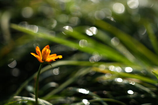 Yellow flower with green grass at Mirik, India.