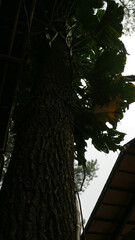 Tall Tree and Building Structures Viewed from Below