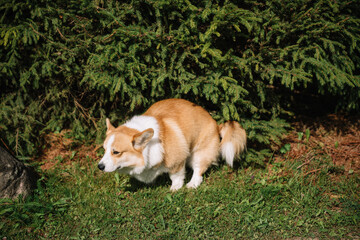 Corgi exploring a garden in sunlight near a bush in summer
