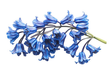Realistic Bluebell Blossom isolated on transparent background